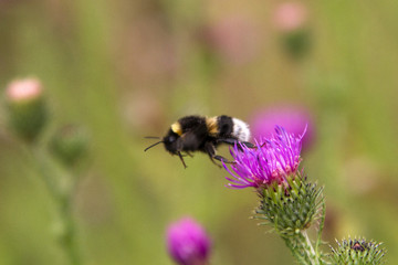 Bumblebee in flight at the flower