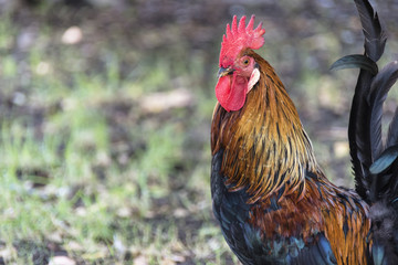 Cock Portrait