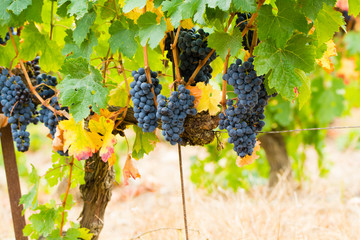 Ripe red wine grape ready to harvest