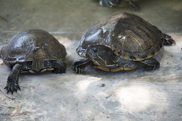 Red eared slider  