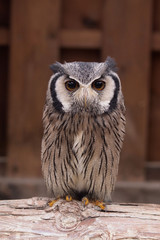 owl