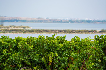 Fototapeta na wymiar Vineyard in Domaine de Maguelone near Montpellier, South France, red wine grape