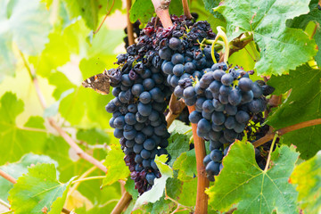 Ripe red wine grape ready to harvest