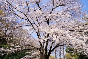 満開の桜