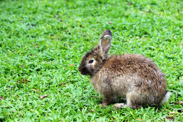 Brown rabbit on green grass in the garden