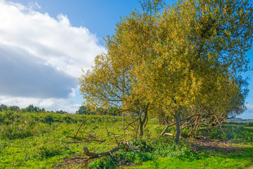 Fototapeta na wymiar Trees in autumn colors in a field along a lake below a blue sky 