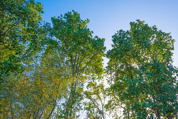 Sunlit trees below a blue sky in autumn