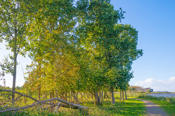 Trees in autumn colors in a field  along a lake below a blue sky 