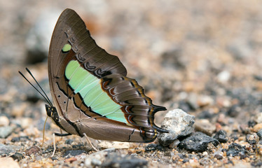 Colorful butterflies