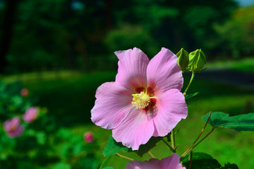 別府公園の芙蓉