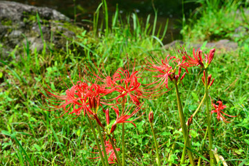 別府公園の彼岸花