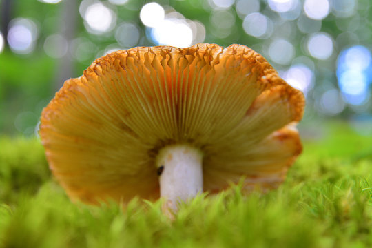 edible russula mushroom