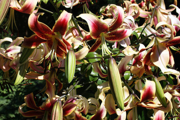 Lilien, Knospen und Blüten, rot blühend © Birgit Puck