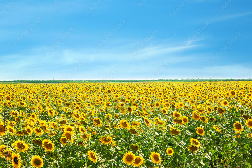 Poster beautiful sunflower field on sunny day