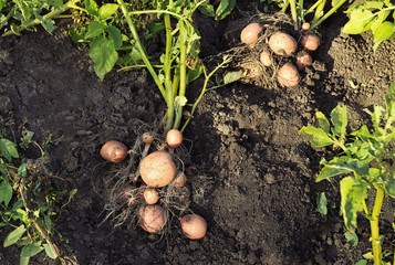 Potato plant with tubers on soil