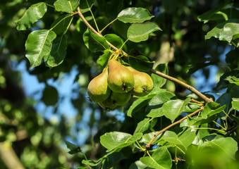 Ripe pears on tree in garden