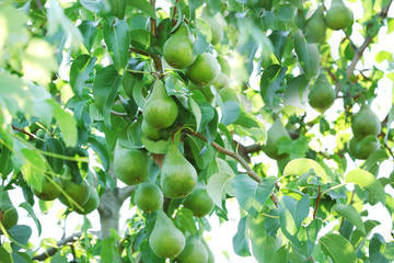 Ripe pears on tree in garden