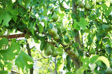 Ripe pears on tree in garden