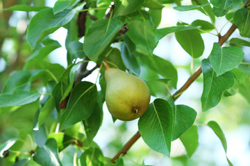 Ripe pear on branch in garden
