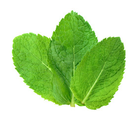 Fresh mint leaves on white background