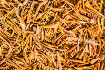 Red dried leaf background or texture