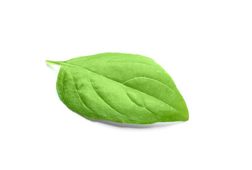 Green fresh organic basil, isolated on white