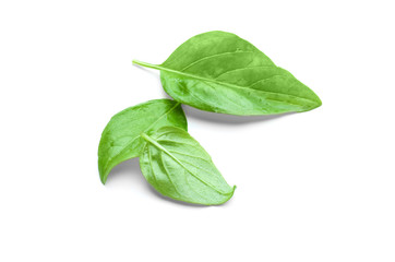 Green fresh organic basil, isolated on white