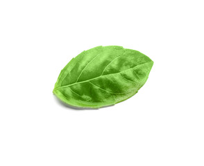 Green fresh organic basil, isolated on white