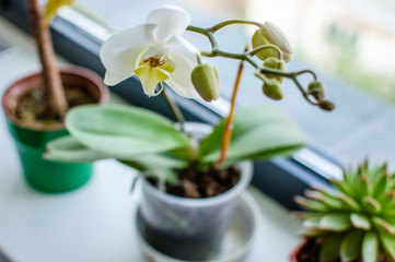 Orchidée blanche sur le rebord de la fenêtre