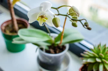 Photo sur Plexiglas Orchidée Orchidée blanche sur le rebord de la fenêtre