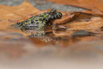 a Fire Bellied Toad, sitting in shallow water, reflecting onto the water.