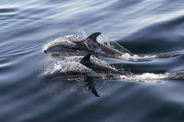 Atlantic White-Sided Dolphins