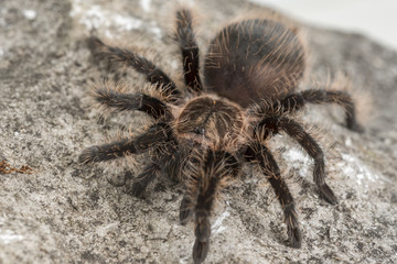Close up of a Curly Hair Tarantula. Focus on the eyes.