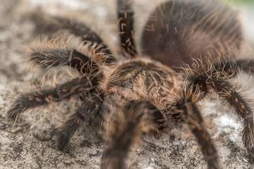 Close up of a Curly Hair Tarantula. Focus on the eyes.