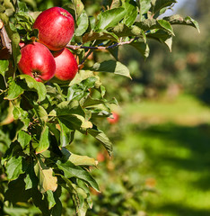 Apple Orchard