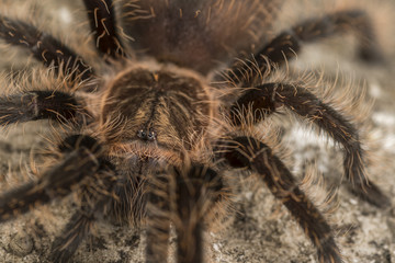 Close up of a Curly Hair Tarantula. Focus on the eyes.