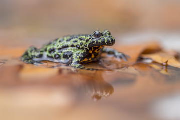 Obraz na płótnie Canvas a Fire Bellied Toad, sitting in shallow water, reflecting onto the water.