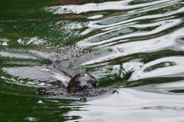 Harbor seal in the water