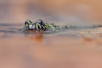 a Fire Bellied Toad, sitting in shallow water, reflecting onto the water.