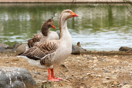 Closeup shot of big adult geese