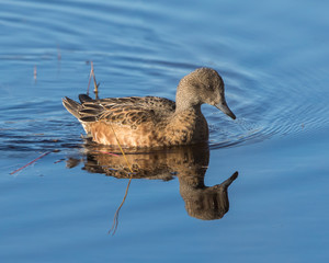 American Widgeon Female