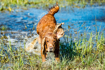 Puppy young dog English cocker spaniel while running in the water
