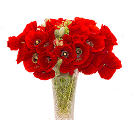 Bouquet of red wild flowers of Papaver rhoeas, corn field poppy with buds, close up