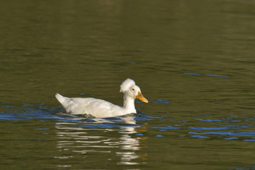 Fototapeta premium Hochbrutflugente im Teich