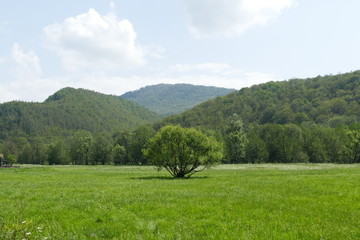 Baum auf einer Wiese