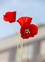 Obraz premium Red wild flowers of Papaver rhoeas, corn field poppy with buds, close up