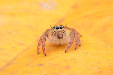 Spider.s