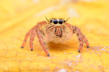 Spider.