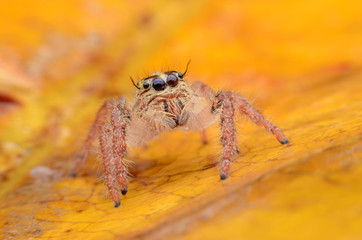 Spider.
