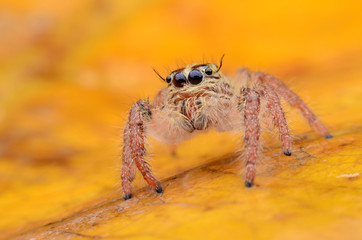 Spider.